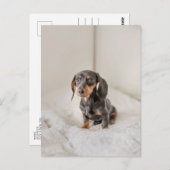 Dachshund Puppy Dog Briefkaart (Voorkant / Achterkant)