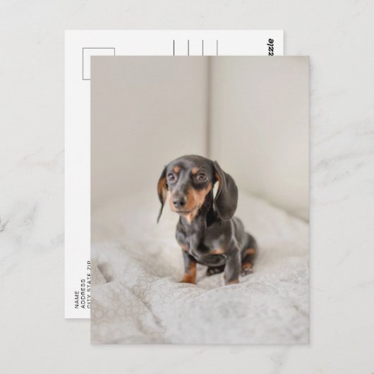 Dachshund Puppy Dog Briefkaart (Voorkant / Achterkant)