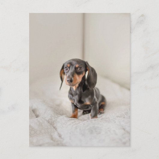 Dachshund Puppy Dog Briefkaart (Voorkant)