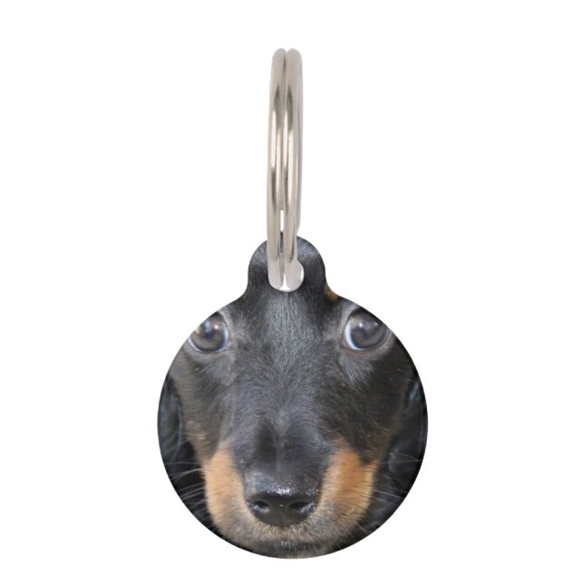 Dachshund Puppy Dog Huisdierpenning (Voorkant)
