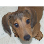 Dachshund Puppy -"Het uiterlijk" Sculptuur Staand Fotobeeldje<br><div class="desc">Als je ooit een puppy hebt gehad,  dan weet je "de puppyogen" die je klassieke puppy geeft als hij iets wil of onschuldig probeert te handelen. Hou het eruit zonder het schuldgevoel! Met deze schattige Dachshund Puppy die je naar beneden staart.</div>