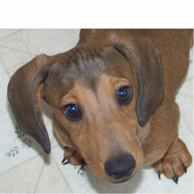 Dachshund Puppy -"Het uiterlijk" Sculptuur Staand Fotobeeldje (Voorkant)