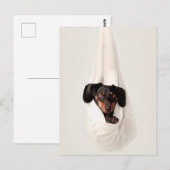 Dachshund Puppy in Hammock Cute Schattige Dog Briefkaart (Voorkant / Achterkant)