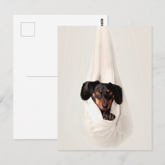 Dachshund Puppy in Hammock Cute Schattige Dog Briefkaart (Voorkant / Achterkant)