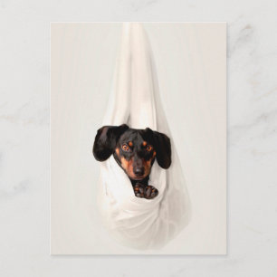Dachshund Puppy in Hammock Cute Schattige Dog Briefkaart