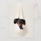 Dachshund Puppy in Hammock Cute Schattige Dog Briefkaart (Voorkant)