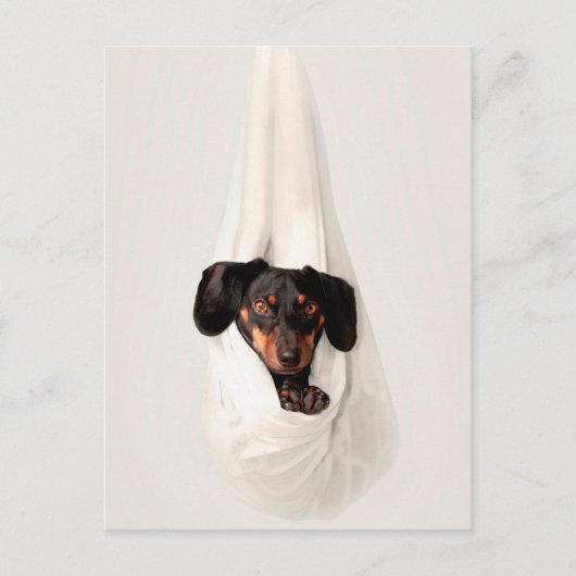 Dachshund Puppy in Hammock Cute Schattige Dog Briefkaart (Voorkant)