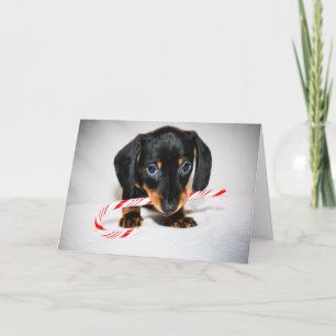 Dachshund puppy kerstkaart feestdagen kaart