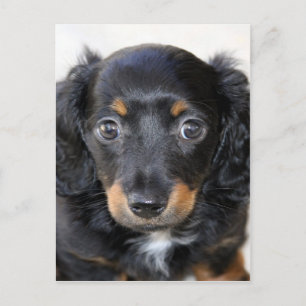Dachshund puppy kijk uit naar de liefde van moeder briefkaart