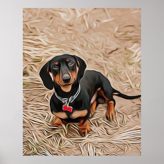 Dachshund Puppy kijkt naar de camera Poster (Voorkant)