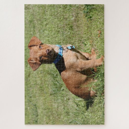 Dachshund Puppy Legpuzzel (Verticaal)