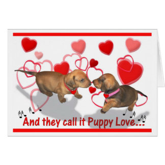 Dachshund Puppy Love