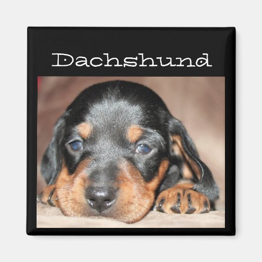 Dachshund Puppy Magneet (Voorkant)