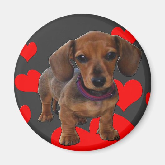DACHSHUND Puppy met hart Magneet (Voorkant)
