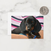 Dachshund Puppy Note Kaart - Flat Note Kaart Notitiekaartje (Voorkant / Achterkant in situ)