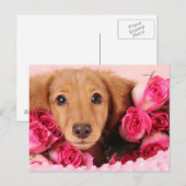 Dachshund Puppy Omringd door Rozen Briefkaart (Voorkant / Achterkant)