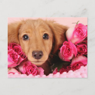 Dachshund Puppy Omringd door Rozen Briefkaart