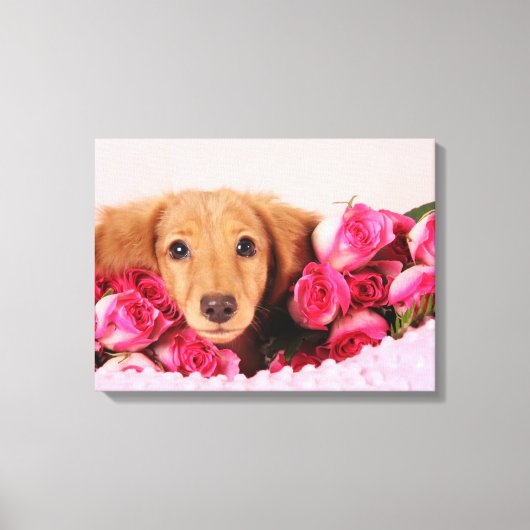 Dachshund Puppy Omringd door Rozen Canvas Afdruk (Voorkant)