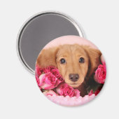 Dachshund Puppy Omringd door Rozen Magneet (Voorkant / Achterkant)