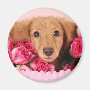 Dachshund Puppy Omringd door Rozen Magneet