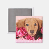 Dachshund Puppy Omringd door Rozen Magneet (Voorkant / Achterkant)