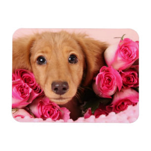 Dachshund Puppy Omringd door Rozen Magneet