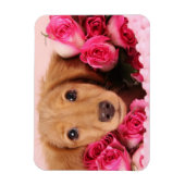 Dachshund Puppy Omringd door Rozen Magneet (Verticaal)