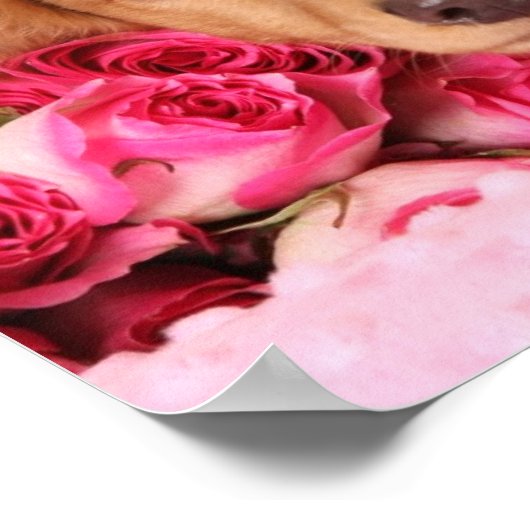 Dachshund Puppy Omringd door Rozen Poster (Hoek)