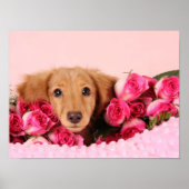 Dachshund Puppy Omringd door Rozen Poster (Voorkant)