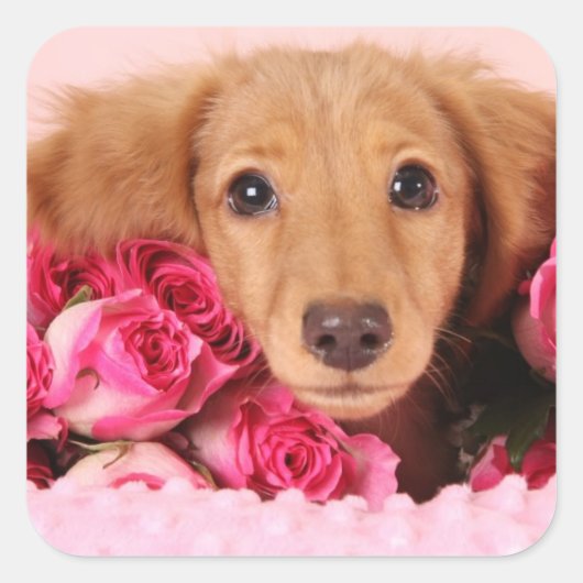 Dachshund Puppy Omringd door Rozen Vierkante Sticker (Voorkant)