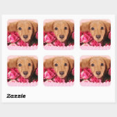 Dachshund Puppy Omringd door Rozen Vierkante Sticker (Vel)
