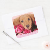 Dachshund Puppy Omringd door Rozen Vierkante Sticker (Envelop)