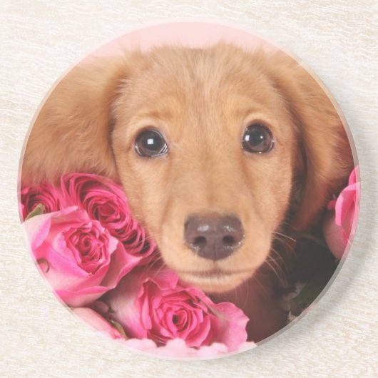 Dachshund Puppy Omringd door Rozen Zandsteen Onderzetter (Voorkant)