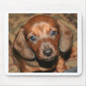 Dachshund Puppy One Muismat (Voorkant)
