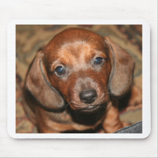Dachshund Puppy One Muismat