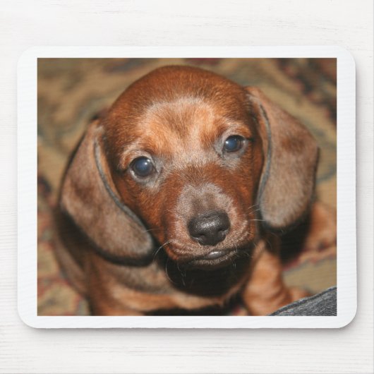 Dachshund Puppy One Muismat (Voorkant)