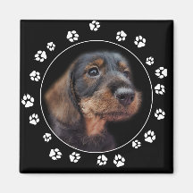 Dachshund Puppy Paw Prints