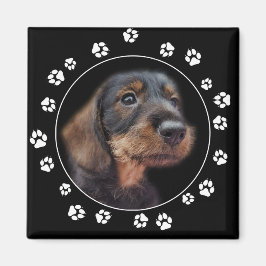 Dachshund Puppy Paw Prints Magneet