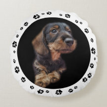 Dachshund Puppy Photo Paw Prins