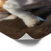 Dachshund puppy poster (Hoek)