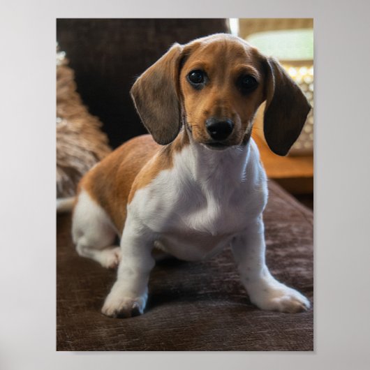 Dachshund puppy poster (Voorkant)
