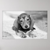 Dachshund Puppy Poster (Voorkant)