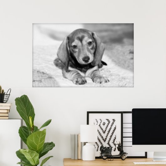 Dachshund Puppy Poster (Thuiskantoor)