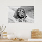 Dachshund Puppy Poster (Keuken)