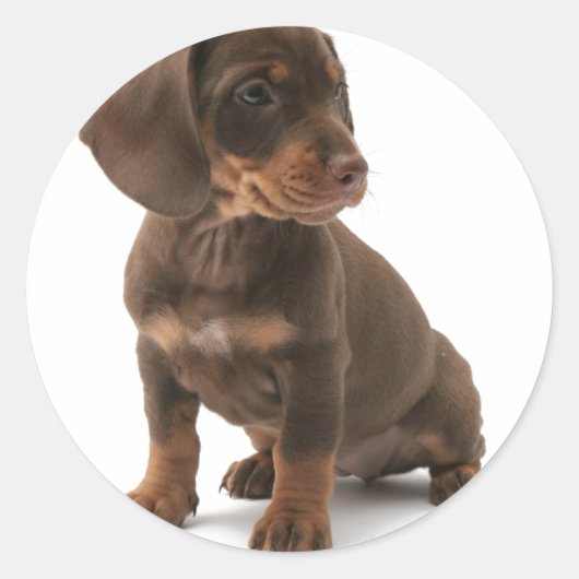 Dachshund Puppy Stickers (Voorkant)