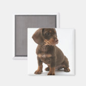 Dachshund Puppy Vierkante Magnet (Voorkant / Achterkant)