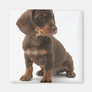 Dachshund Puppy Vierkante Magnet