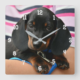 Dachshund Puppy Wall klok