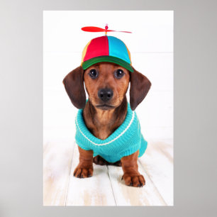 Dachshund Puppy Wearing Propeller Pet Poster