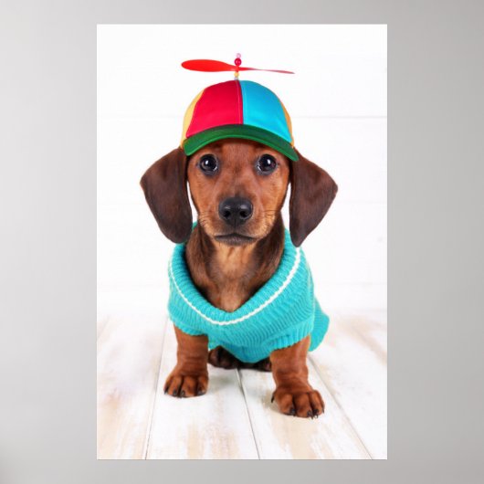Dachshund Puppy Wearing Propeller Pet Poster (Voorkant)